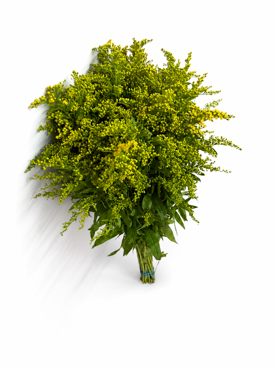 solidago-2