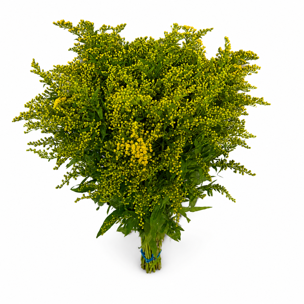solidago-3